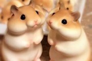 娱乐吃瓜酱当仓鼠店老板